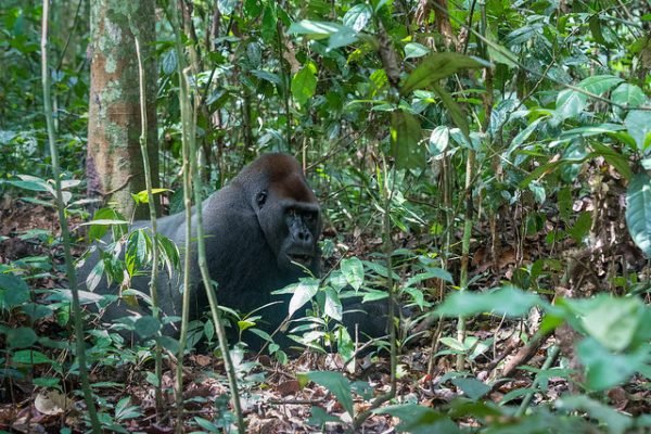 Gorilla