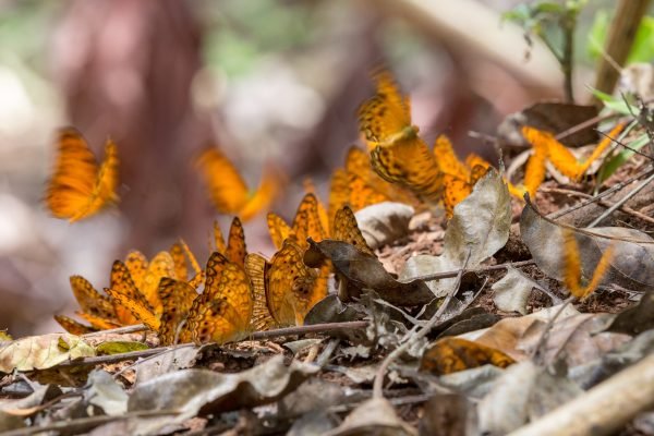 Papillons